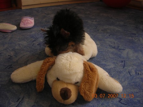 Jás em tady v tomto bytě king